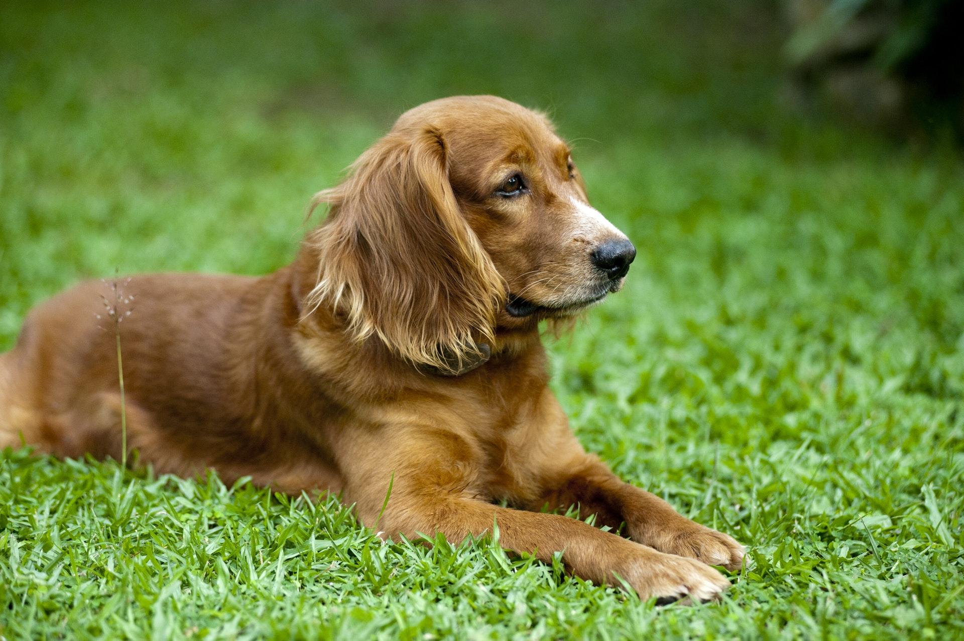 Amerikansk cocker spaniel Hvalpe til salg, Karaktertræk, Raceportræt MUY.dk Amerikansk cocker spaniel Hvalpe til salg, Karaktertræk, Raceportræt MUY.dk