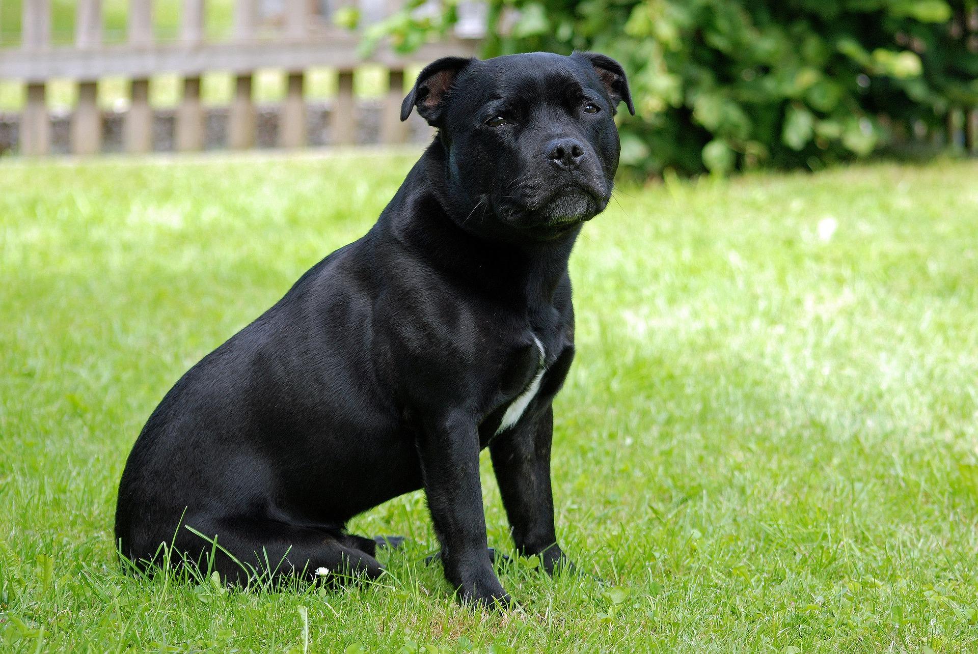 Staffordshire bull terrier Hvalpe til salg, Kennel ...