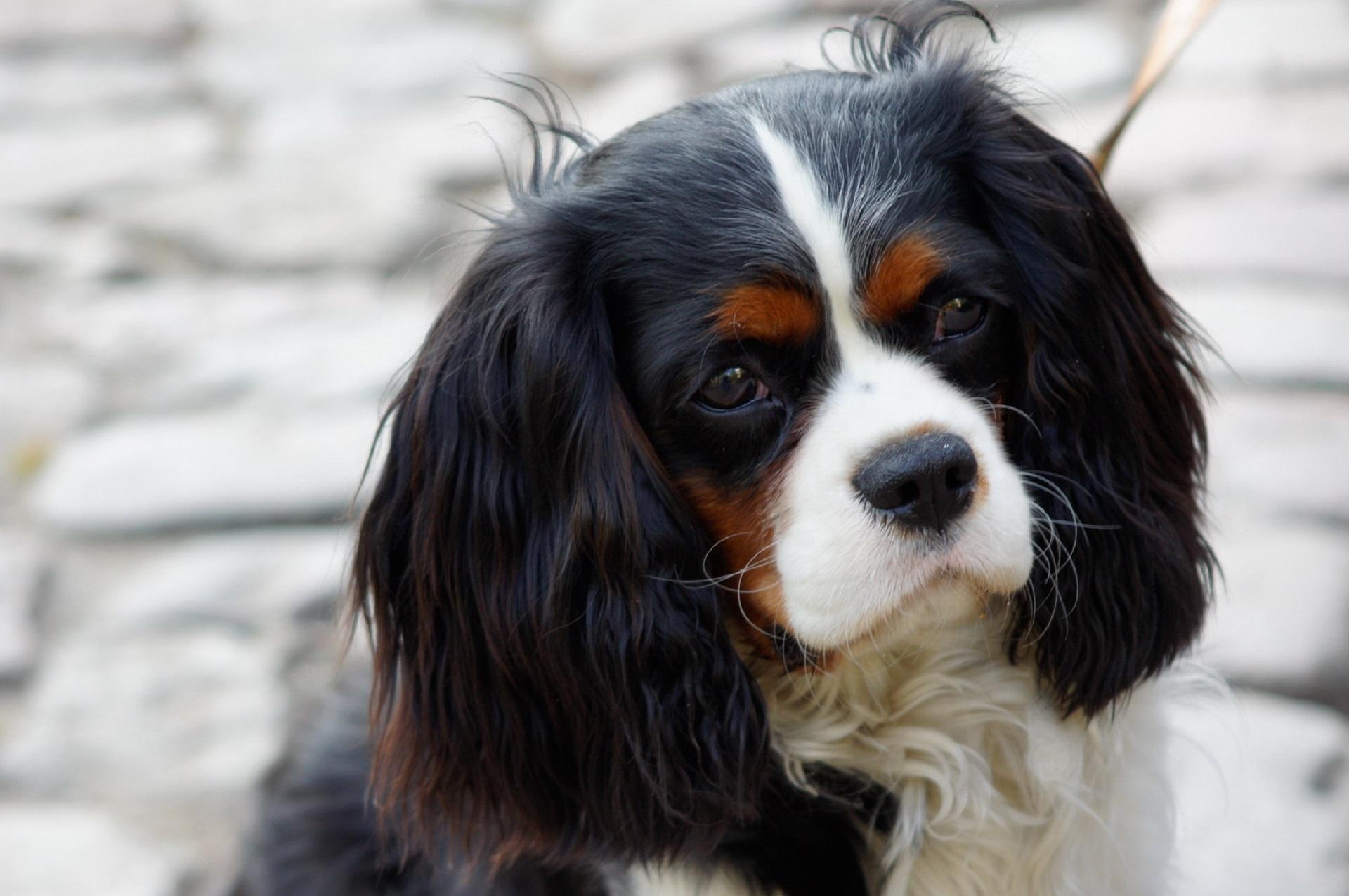 cavalier king charles spaniel rescue dallas texas