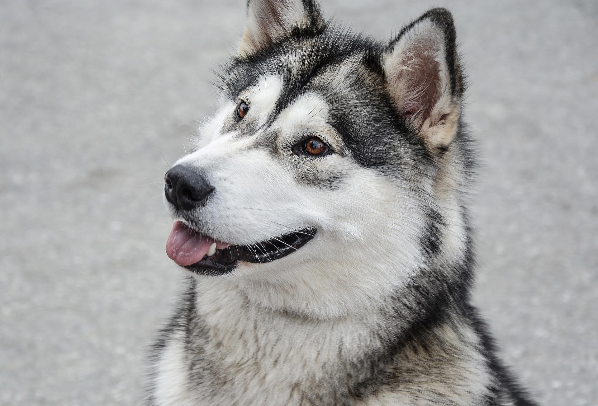 Alaskan malamute Hvalpe til salg, Karaktertræk, Raceportræt – MUY.dk