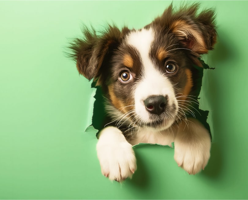 The Best AI Agent for Pet Brands 