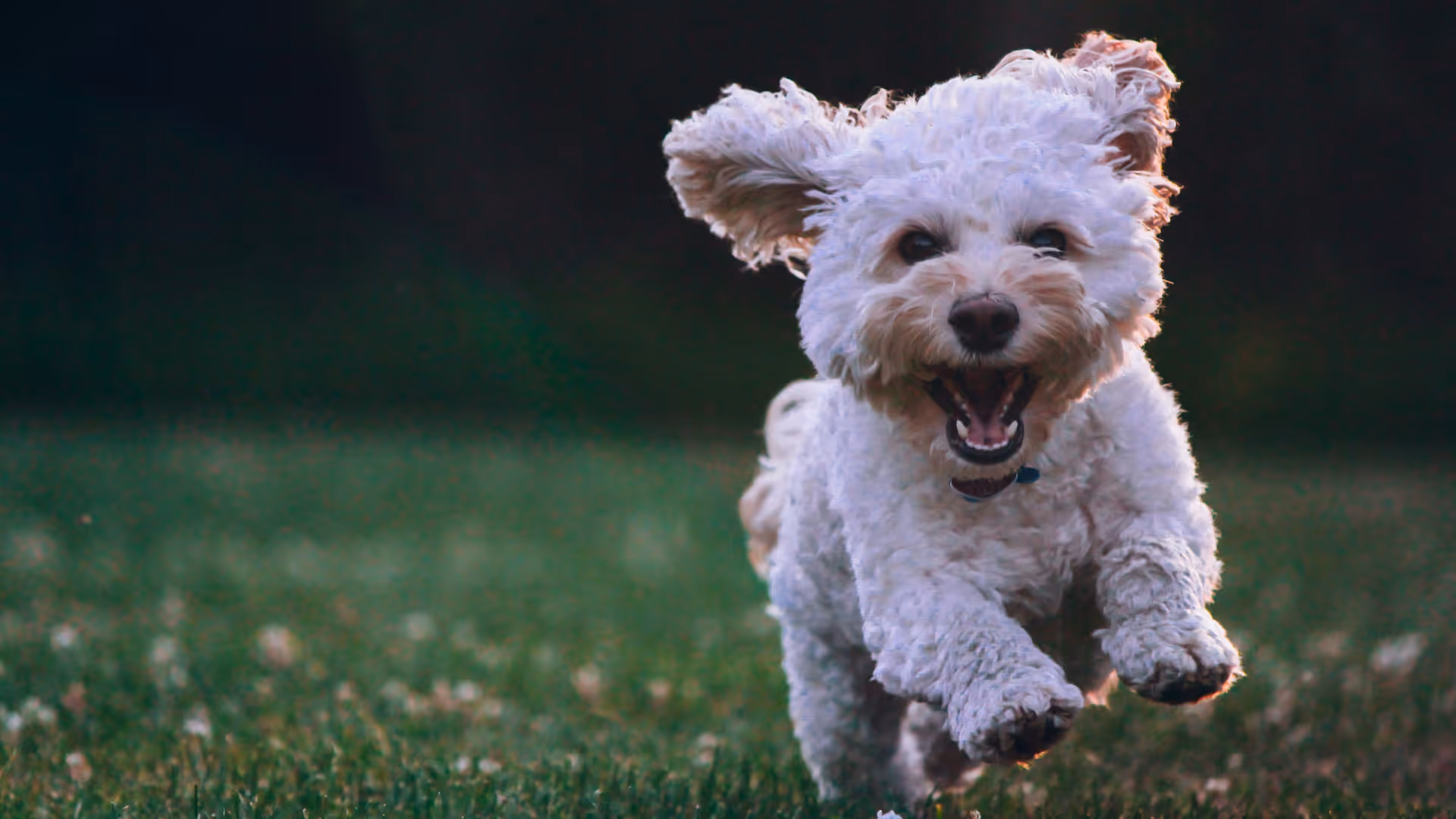 How IntegroPet reduced cart abandonment and increased conversions with proactive AI chat