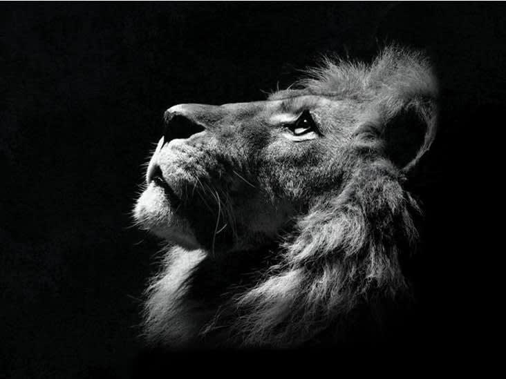Website Relaunch of Redditch based Lion IT