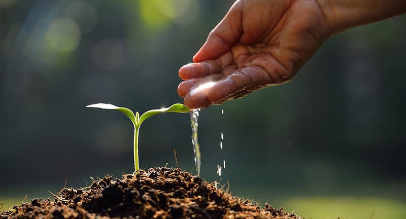 Nurturing Organic SEO efforts – How To