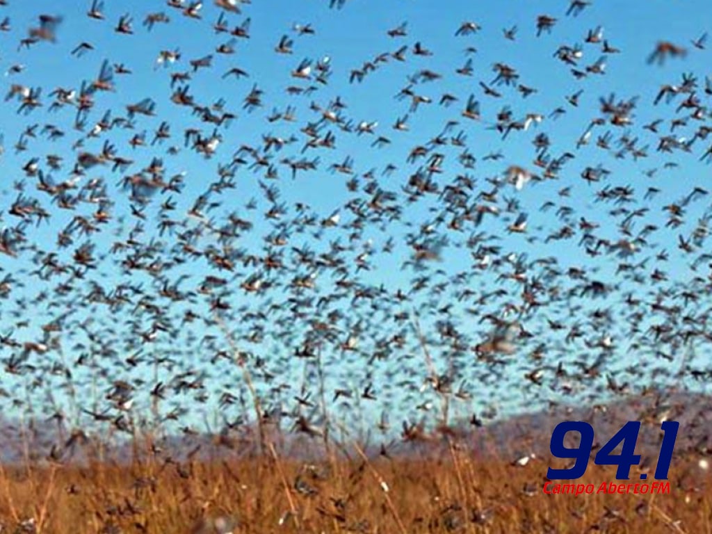 Nuvem de gafanhotos aos poucos se afasta do territÃ³rio brasileiro
