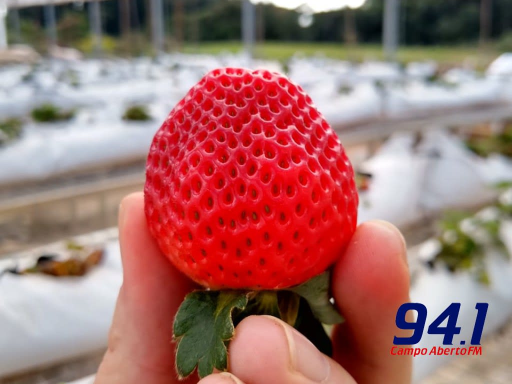 Projeto do Campus Laranjeiras do Sul desenvolve experimentos orgânicos com cultivares de morangueiro