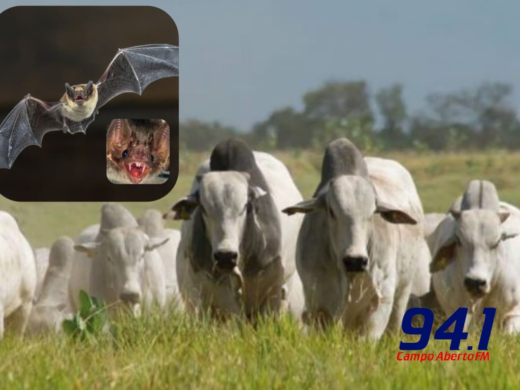 Casos de raiva fazem Adapar reforÃ§ar necessidade de vacinaÃ§Ã£o do rebanho