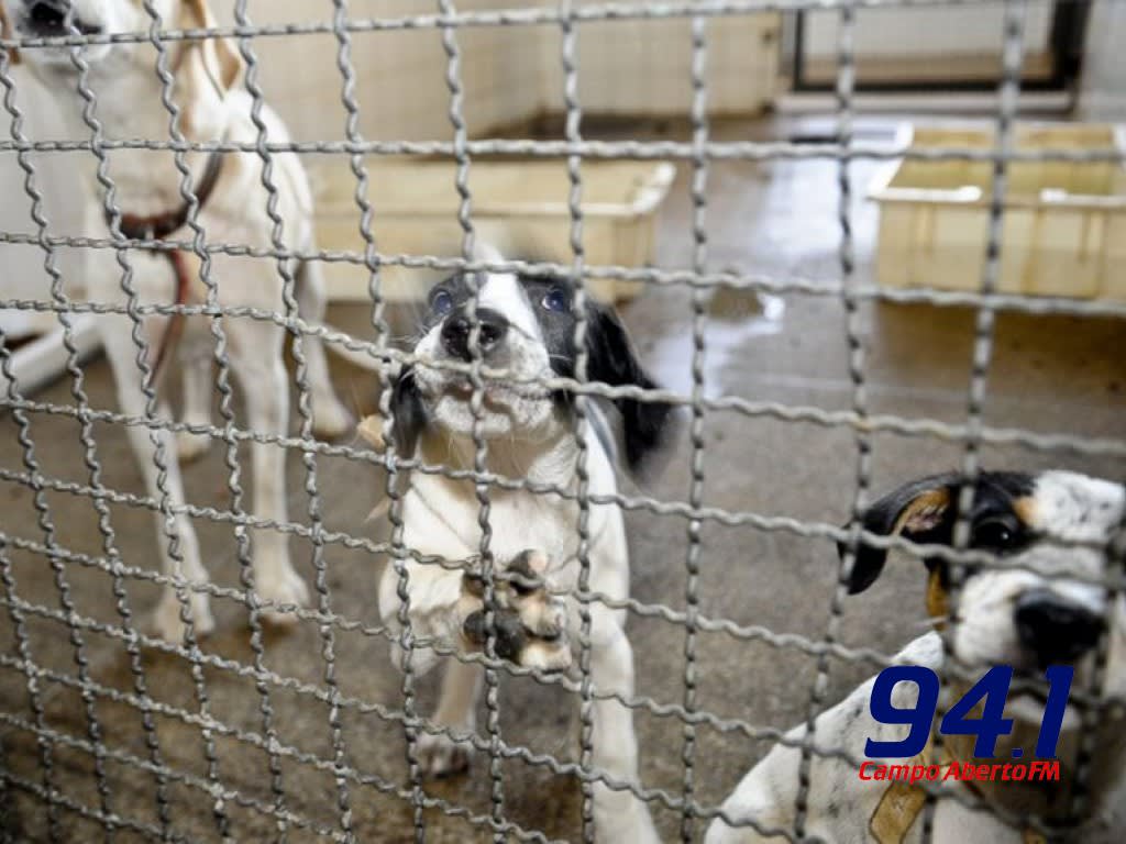Abandono de animais se multiplica na pandemia e atinge atÃ© cavalos e coelhos
