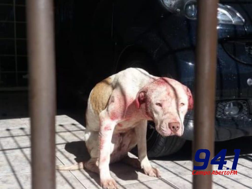 ApÃ³s prisÃ£o de veterinÃ¡ria, dois cÃ£es Pitbull sÃ£o resgatados em operaÃ§Ã£o policial em Curitiba