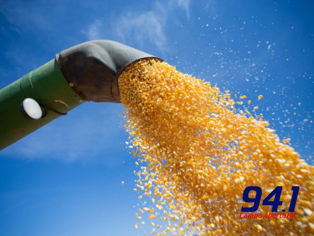 Colheita de milho avanÃ§a e preÃ§os seguem firmes no ParanÃ¡