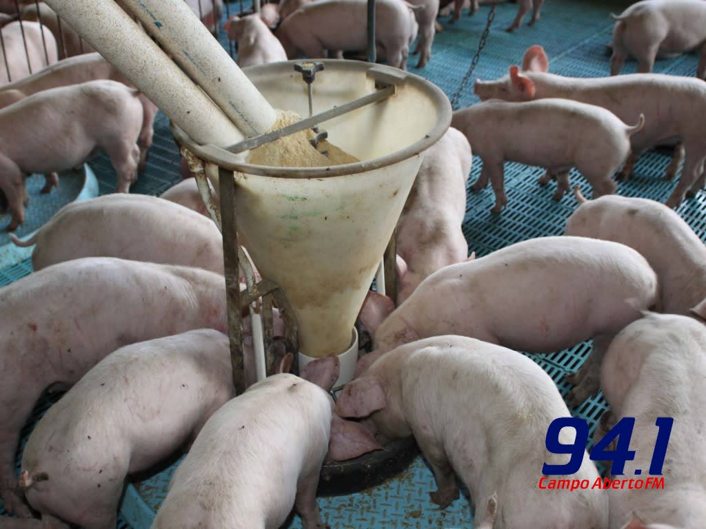 Boletim agropecuÃ¡rio analisa a suinocultura no ParanÃ¡