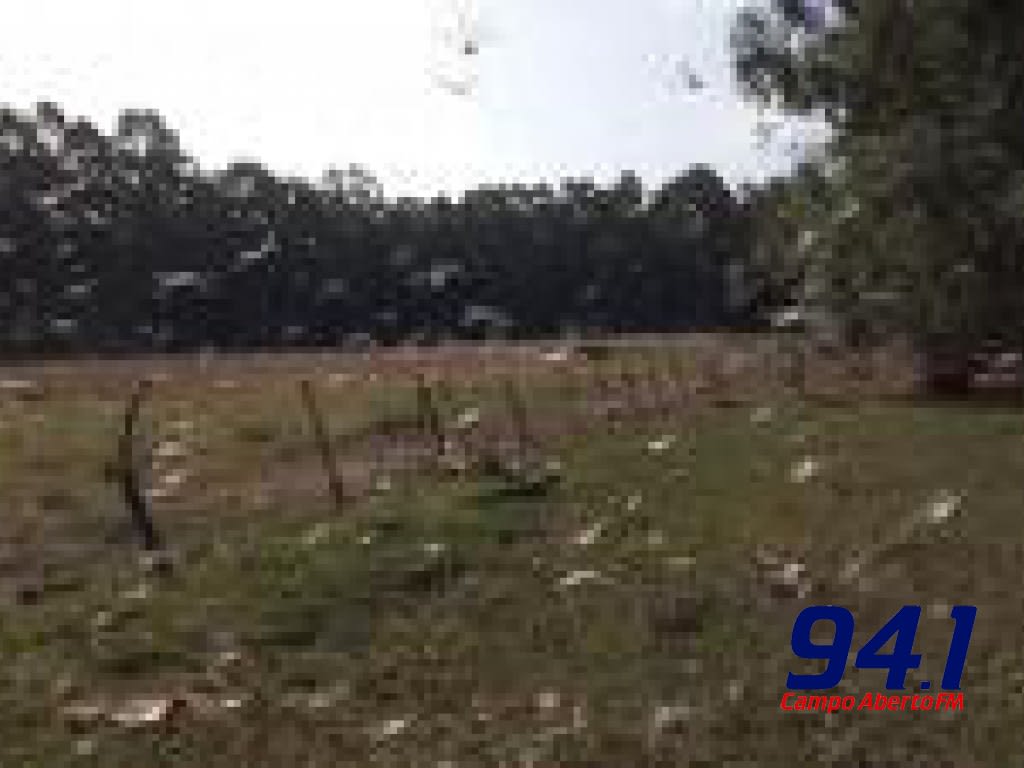 Alerta - Gafanhotos reaparecem na Argentina