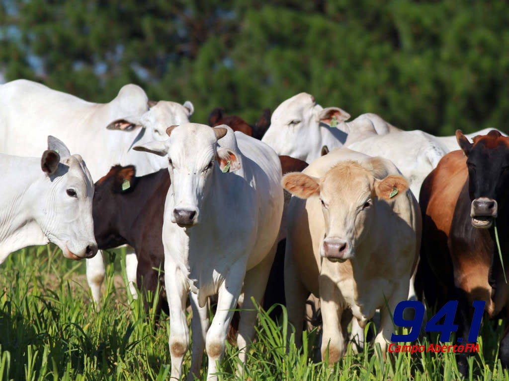 ParanÃ¡ conquista reconhecimento nacional de Ãrea Livre de Aftosa sem VacinaÃ§Ã£o