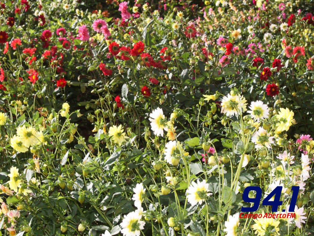 ParanÃ¡ - Floricultura Ã© destaque do boletim agropecuÃ¡rio
