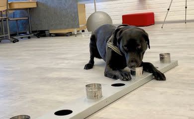 CÃ£es sÃ£o usados para detectar coronavÃ­rus em aeroporto na FinlÃ¢ndia