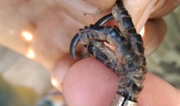 PolÃ­cia ambiental encontra 49 galos de briga em rinha no interior do ParanÃ¡