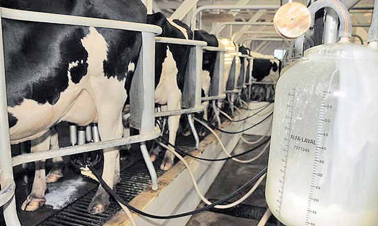 CEPEA atualiza preço do litro do leite pago ao produtor 