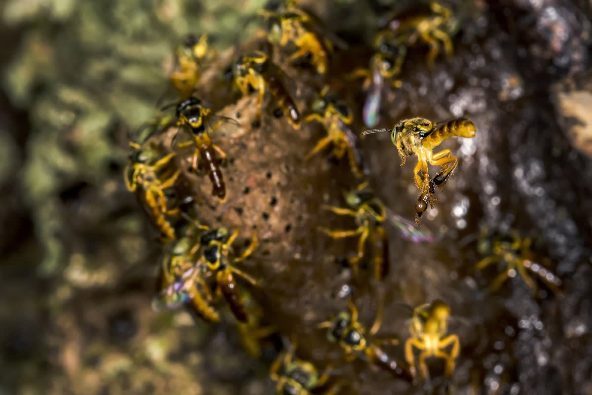 Evento sobre abelhas sem ferrÃ£o debate geraÃ§Ã£o de renda pelo setor
