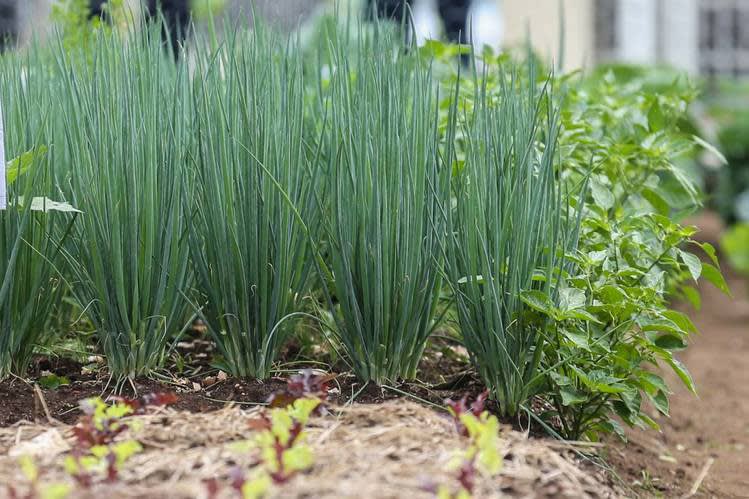 Agricultura cria cartilha com dicas para horta em pequenos espaços