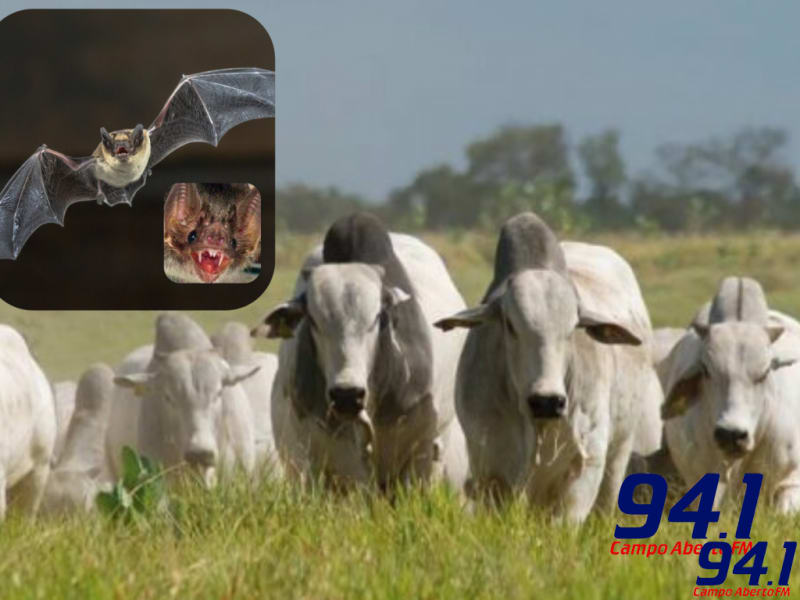 Casos de raiva fazem Adapar reforÃ§ar necessidade de vacinaÃ§Ã£o do rebanho