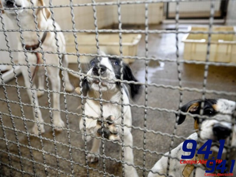 Abandono de animais se multiplica na pandemia e atinge atÃ© cavalos e coelhos