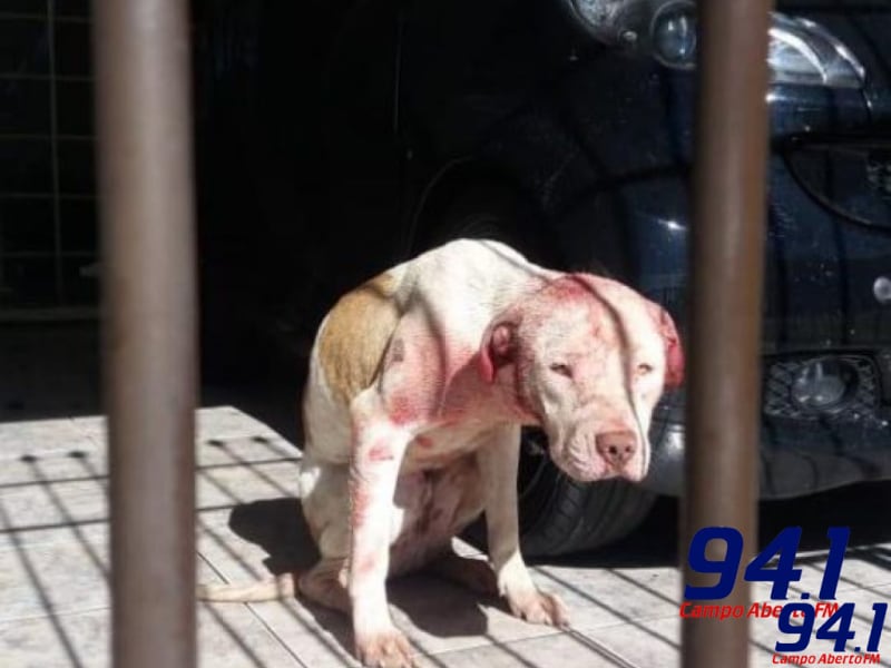 ApÃ³s prisÃ£o de veterinÃ¡ria, dois cÃ£es Pitbull sÃ£o resgatados em operaÃ§Ã£o policial em Curitiba