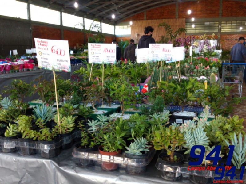 Laranjeiras: Rotary Club vende mudas