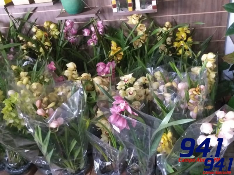 Super PromoÃ§Ã£o de OrquÃ­deas (flores) na Bem Me Quer Floricultura
