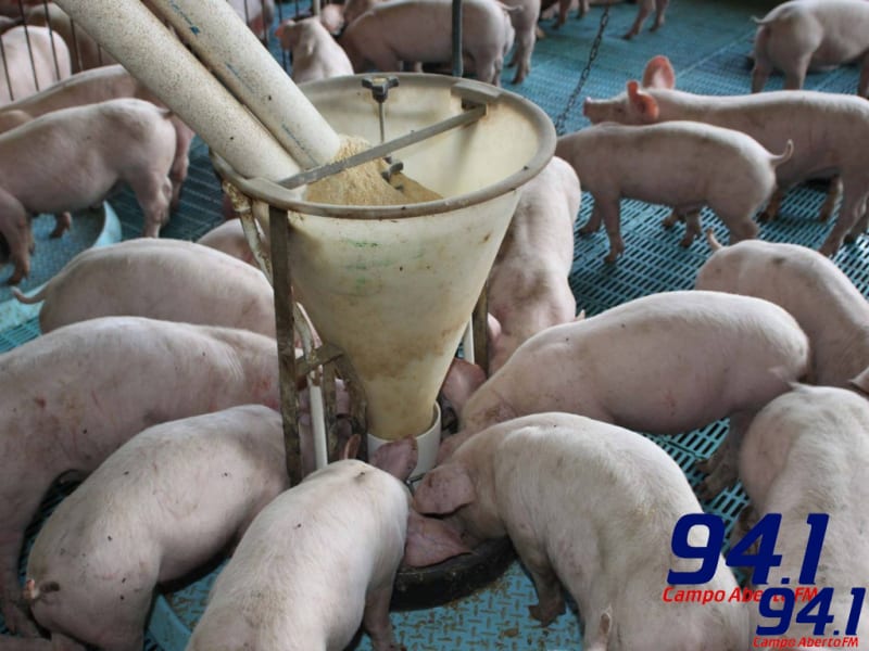 Boletim agropecuÃ¡rio analisa a suinocultura no ParanÃ¡