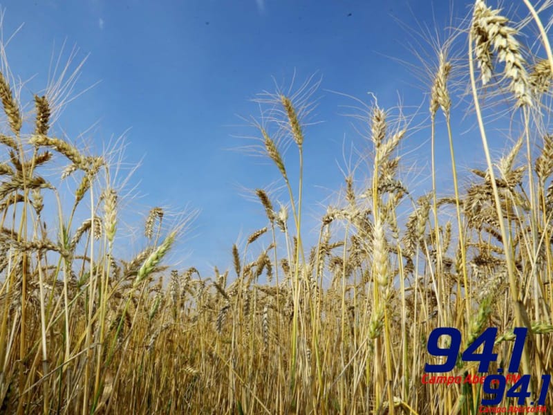 Confira o boletim semanal agropecuÃ¡rio do DERAL (semana de 27 a 31 de julho)