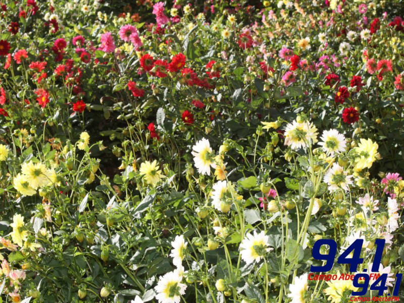 ParanÃ¡ - Floricultura Ã© destaque do boletim agropecuÃ¡rio