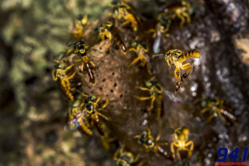 Evento sobre abelhas sem ferrÃ£o debate geraÃ§Ã£o de renda pelo setor