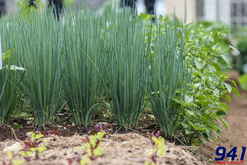 Agricultura cria cartilha com dicas para horta em pequenos espaços