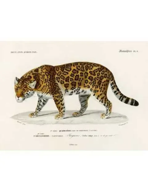 Plakatas „Jaguaras“ – gyvūnų plakatas | Framein