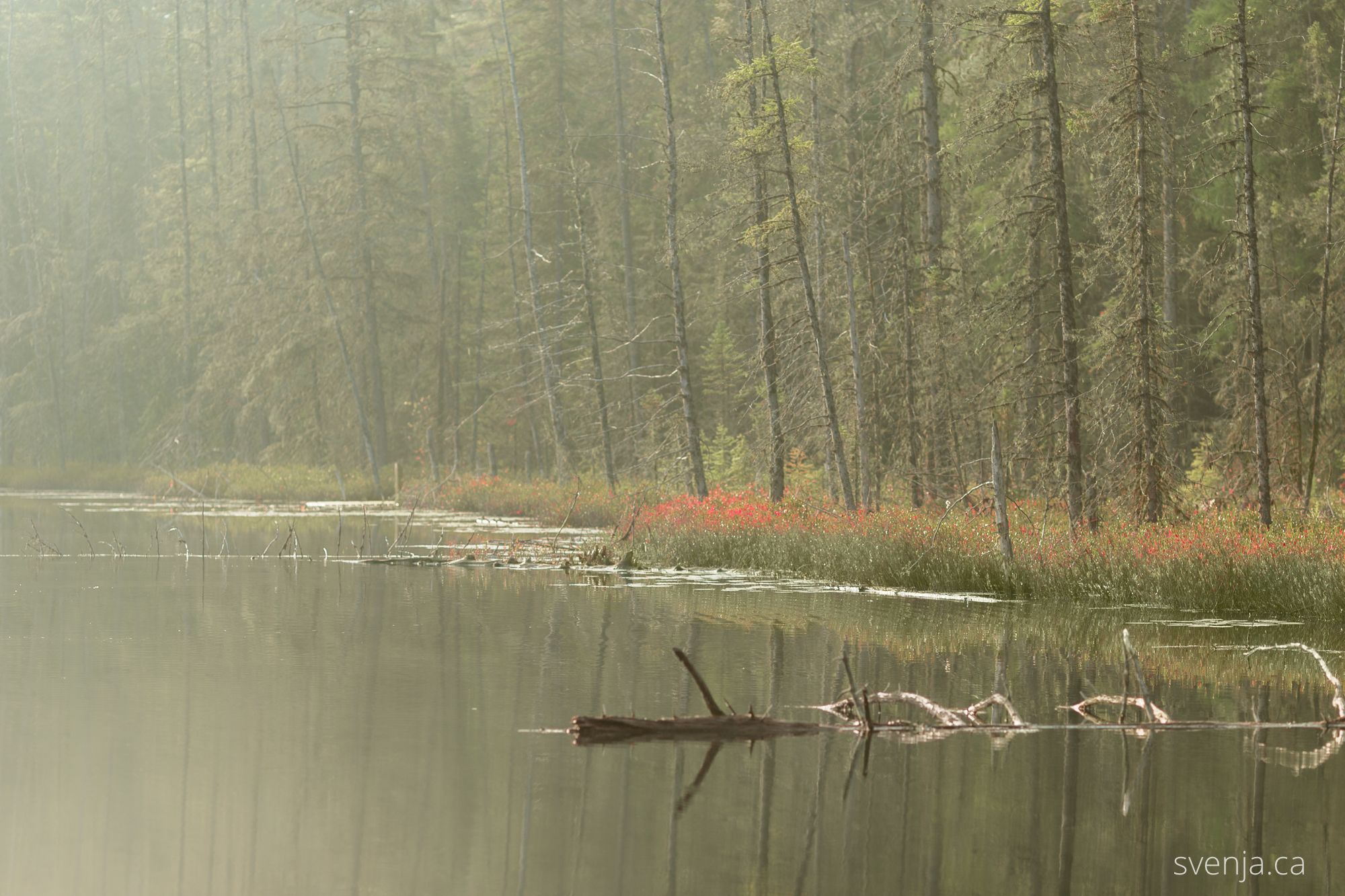 Loon on a solitary morning swim