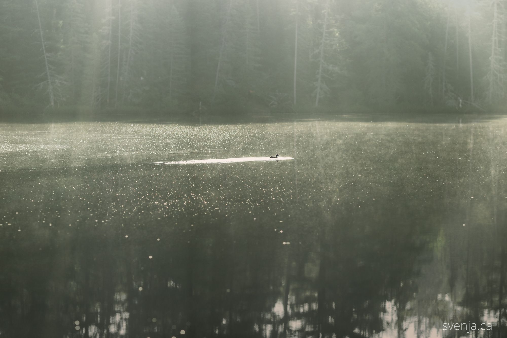 Loon on a solitary morning swim