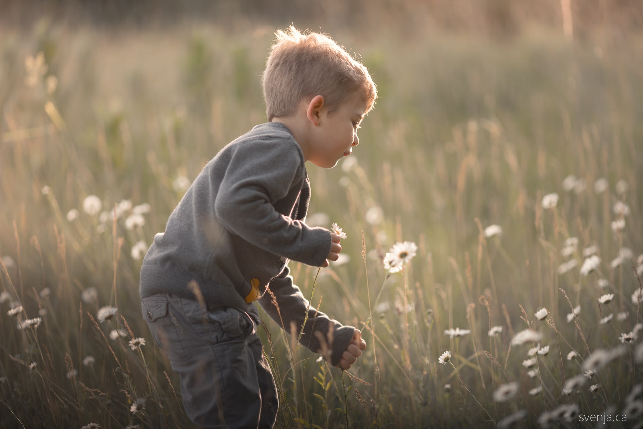 young boy picks flowers in a field.