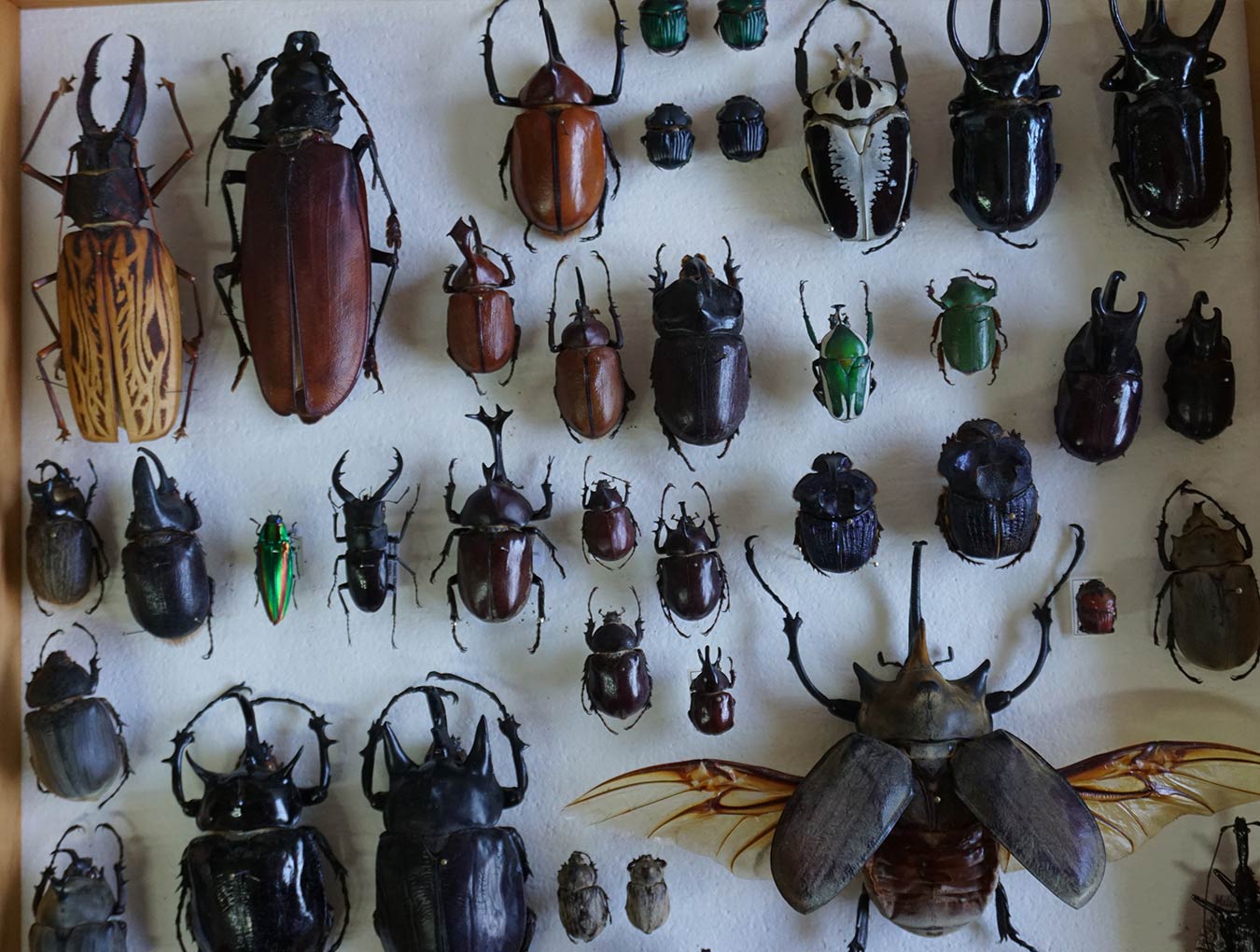 Ecología, biogeografía, diversidad, taxonomía y sistemática tropical