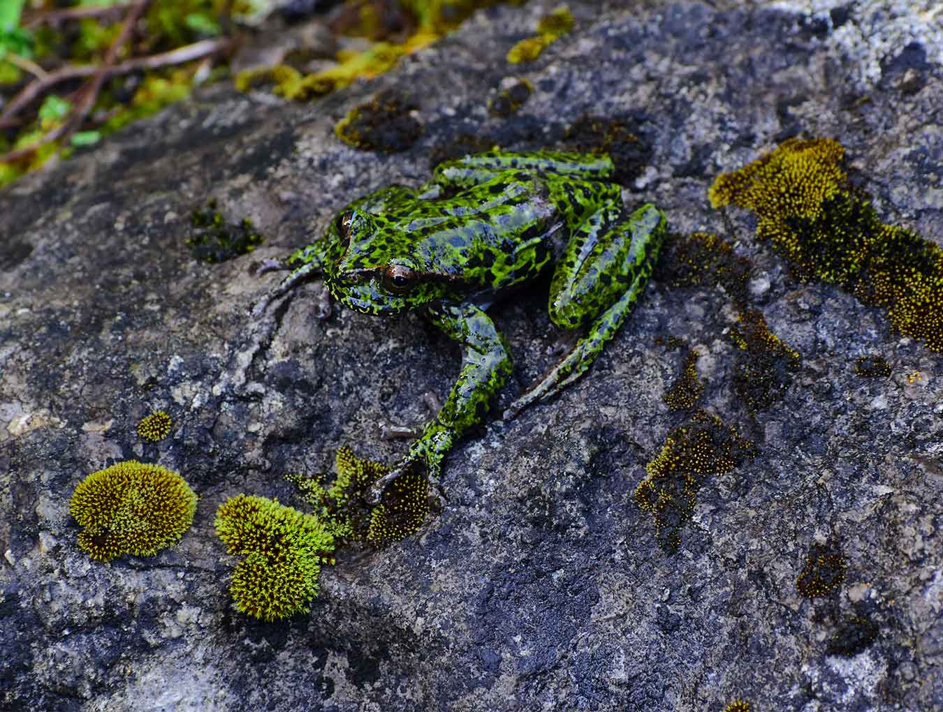 Evaluación de ecosistemas y biodiversidad