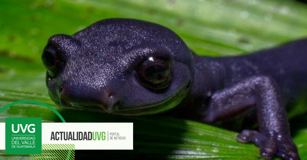 salamandra morada y amarilla