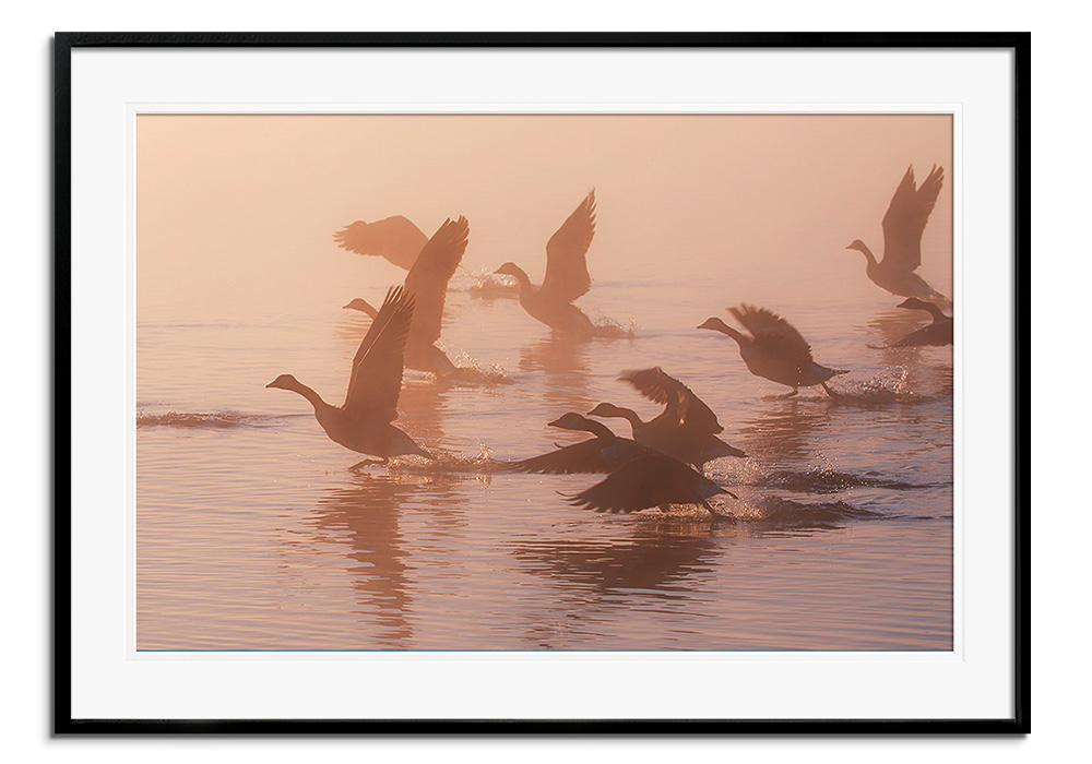 Misty Geese II by 