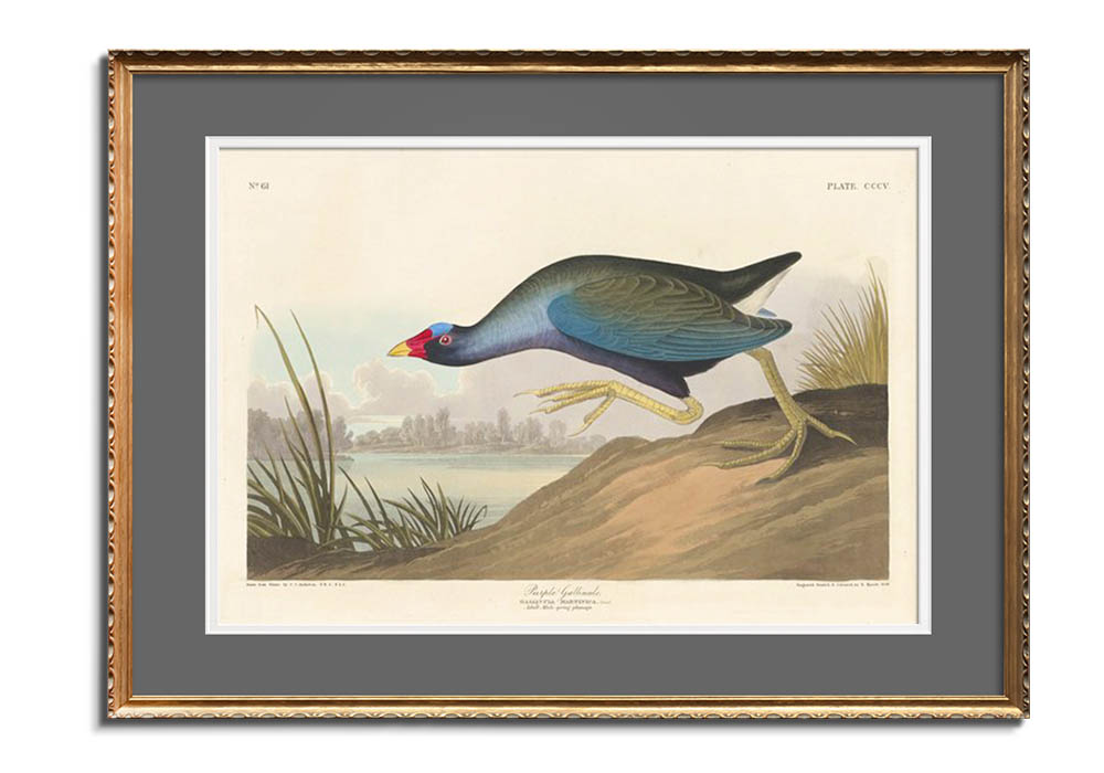 Purple gallinule by 