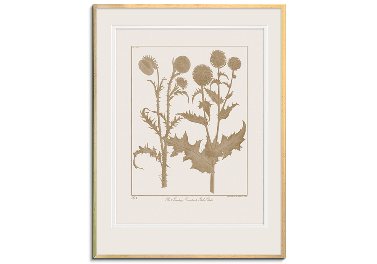 Botanicus Fawn - Nodding Thistle by 