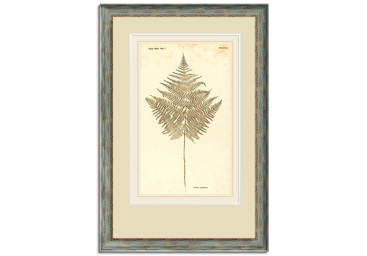 Pteris Aquilina Johann by 