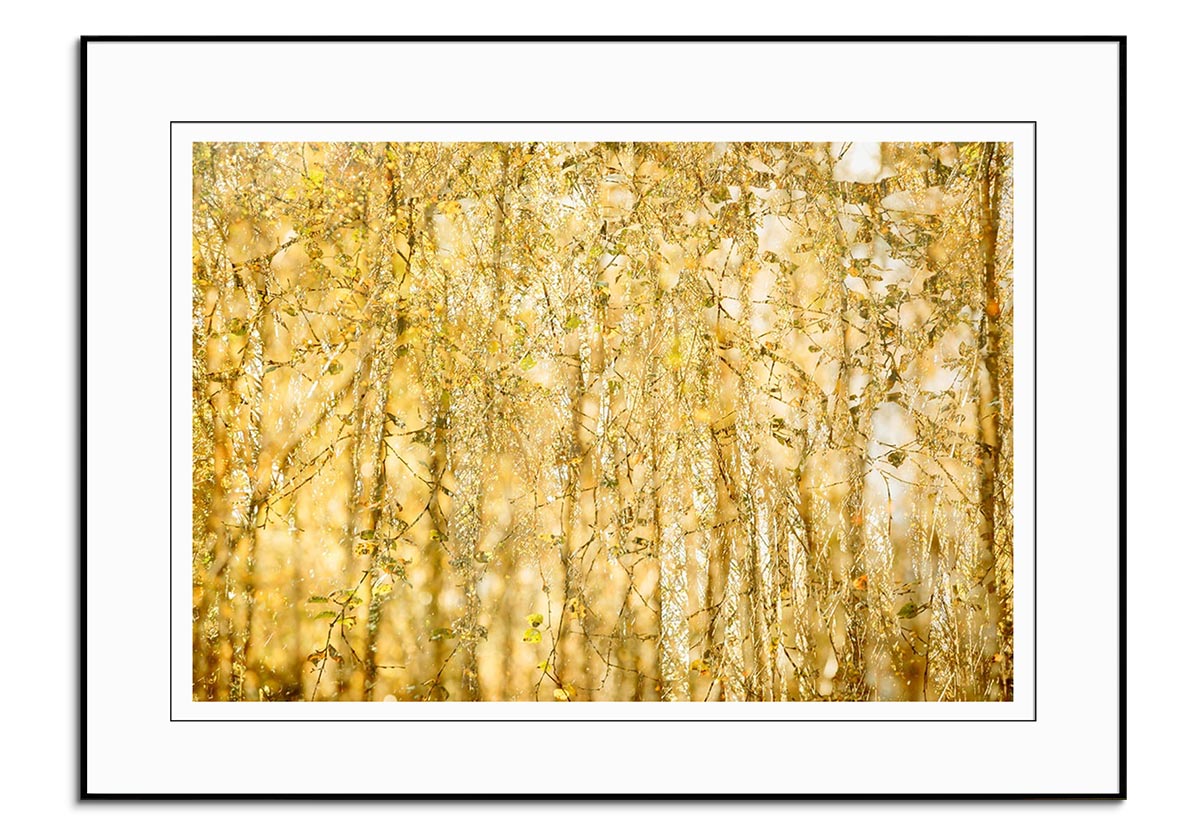 Tapestry II by 