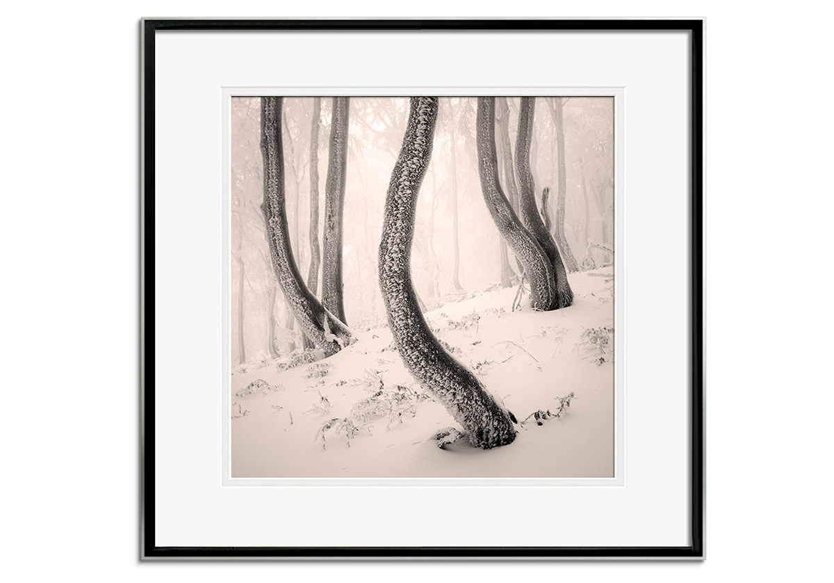 Frozen Forests by 