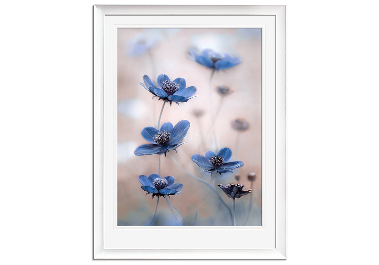 Cosmos Blue by 