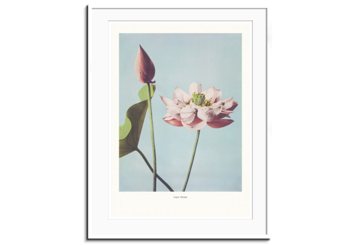 Lotus Plant by 