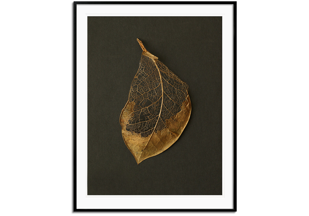 Gold Leaf Skeleton II by 