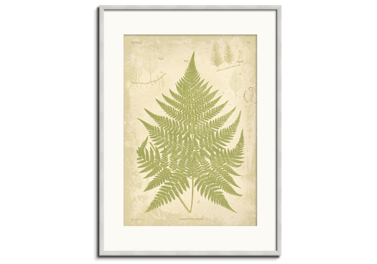 Fern Study III by 